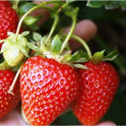 Strawberry Korona - 10 plants