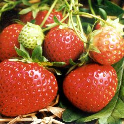 Strawberry Polka – 10 plants