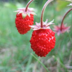 Wild Strawberry Rugia - 10 plants