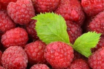 Raspberry - Early summer variety, bare-root plant