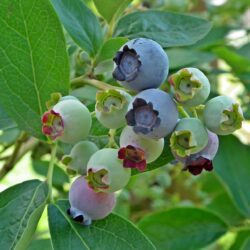 American Blueberry– 1 plant, a mixture of early varieties