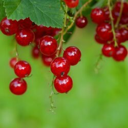 Red currants - bare root plant. Attractive and large fruits